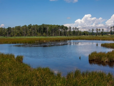 View of wetlands from the boardwalk at Blackwater National Wildlife Refuge in Maryland. 