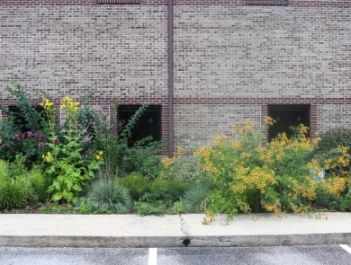 A diversity of flowering plants in front of an office building