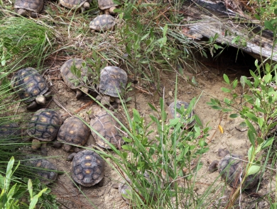 12 small gopher tortoises are in sandy area with sparse vegetation. There is a burrow opening nearby.