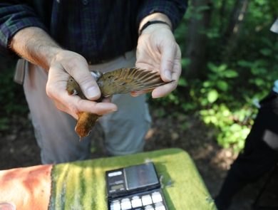 a biologist extends a songbird's wing for measurement before banding it