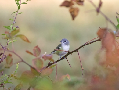 Image of blue headed vireo on branch