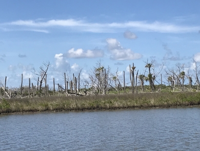 Dying palm trees and colonizing mangroves at Chassahowitzka National Wildlife Refuge