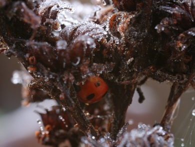 A red beetle with black spots nestled into a frost-covered stalk of a plant.