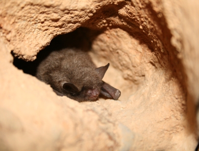 A single Indiana bat rests on a ledge in a cave, wings folded at its sides