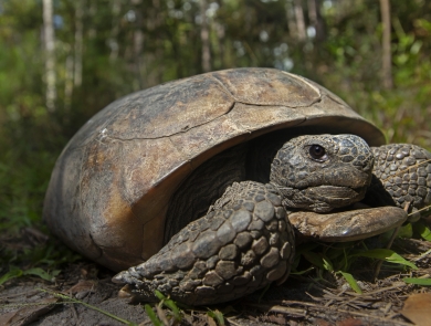 gopher tortoise crawling across forest floor