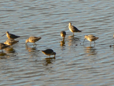 Multiple long-billed shorebirds wade in shallow water.
