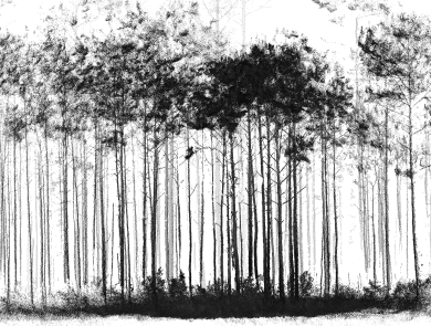 black and white image of trees