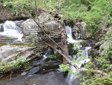 Clean water rushes around rocks and fallen trees as it flows down a rocky hill through a forest in New Jersey. 