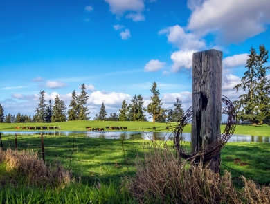 Working lands near Rainier, Washington, producing livestock, forest products, wildlife habitat, and outdoor recreation.
