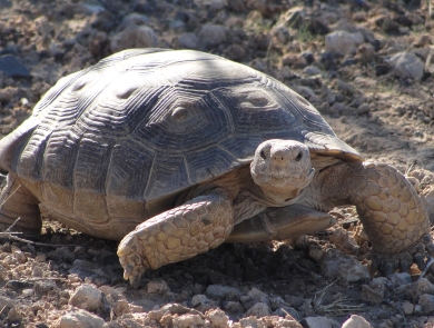 Desert Tortoise walking in the desert