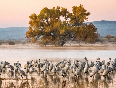 a large flock of sandhill cranes in front of a lone tree in a wetland