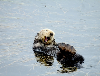 Sea otter yawns in eelgrass in Morro Bay