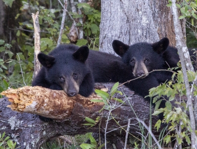 Two black bear cubs crouch on a downed tree