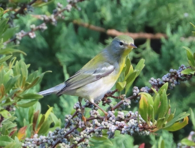 small warbler, gray, yellow & white standing on branch