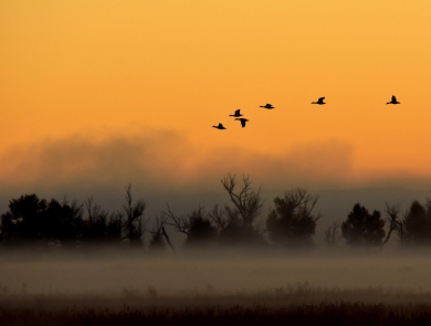 Waterfowl in flight during a foggy sunrise