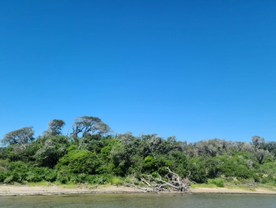Coastline with green vegetation, dead tree on shore, and blue sky