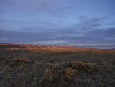 evening view of sagebrush growing in the forefront with mountains in the background