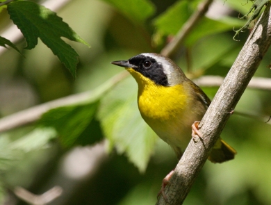 a yellow and black bird with a light stripe on the top of its head perches on a tree limb