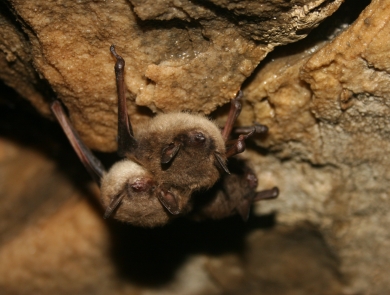 Small group of little brown bats attached to a rock ceiling. 