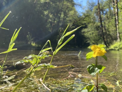 water flowing from Tyee Springs and yellow flower