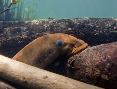A Pacific lamprey in the water surrounded by woody debris