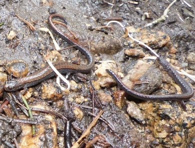 two brown slender salamanders on mud and rocks