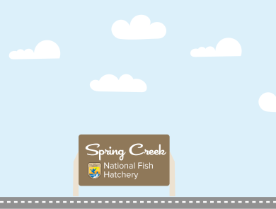A graphic featuring a light blue sky with puffy clouds. At the bottom of the graphic, a fish drives a car along a road toward a sign that reads "Spring Creek National Fish Hatchery"