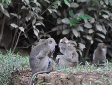 Wild long-tailed macaques in Malaysia