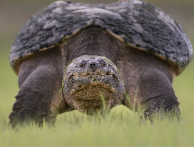 Close-up of a turtle looking at the camera while standing on green grass.