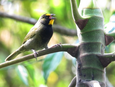 A yellow-faced grassquits on a tree branch