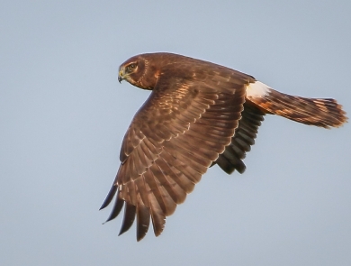 Brown bird in flight