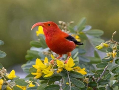 A ʻiʻiwi (scarlett honeycreeper) stands on a flower. It has bright red feathers and a long curved beak. Its wings are black and legs are orange. It stands on bright yellow flowers and is surrounded by green leaves. 