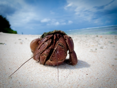 A hermit crab on a beach. It is a deep red surrounded by white sand with the ocean in the back.