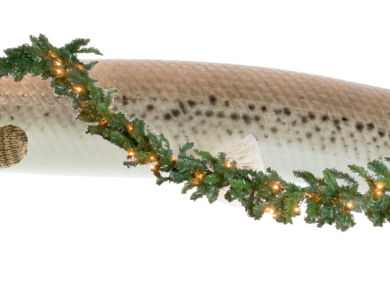 Alligator gar fish is decorated with garland and red hat