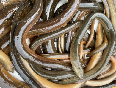 Non-native Swamp eels (Monopterus albus) collected during the Fall 2022 Fish Slam, Miami Florida