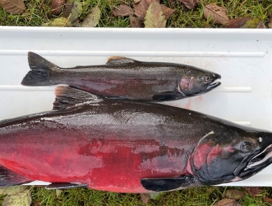 Image of two male coho salmon on a tray. The top is a 18 month old "jack" coho and the lower is a 36 month old.