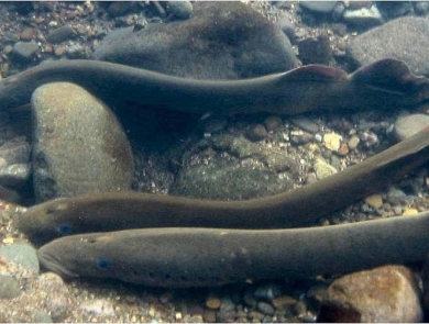 Three long tubular fish swim underwater along rocks and gravel.