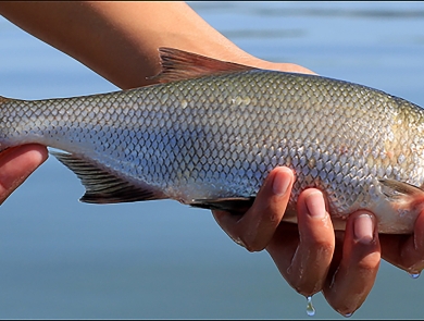 a person holds a silver freshwater fish called a clear lake hitch. The fish is about a 12 inches.