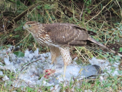 Brown & white raptor stands above a white bird meal with basically only feathers remaining