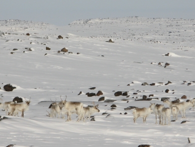 caribou in snowy landscape