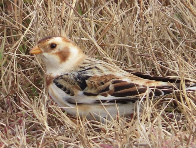 Brown, white and black small bird standing on the ground surrounded by tan grass                                              