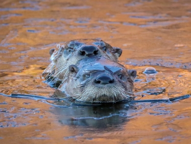 The heads of two brown river otters are seen swimming in golden-sunlit water