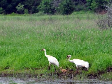 two large white birds with field of green grass behind them