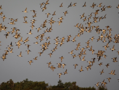 Flock of white snow geese cover the sky over Pea Island Refuge