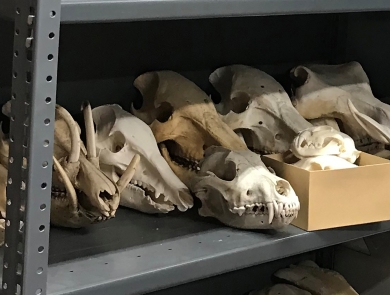 Display of illegally imported animal skulls.