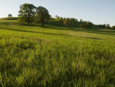 Looking across a prairie toward oak trees on a sunny day at William L. Finley National Wildlife Refuge