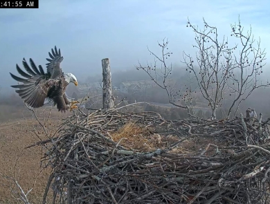 eagle landing on eagle nest