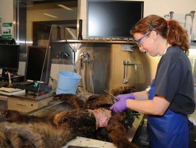 Dr. Tabitha Viner performs a wildlife necropsy.