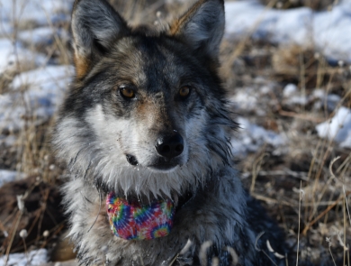 A close up photo of a Mexican wolf wearing a tie-dye colored collar