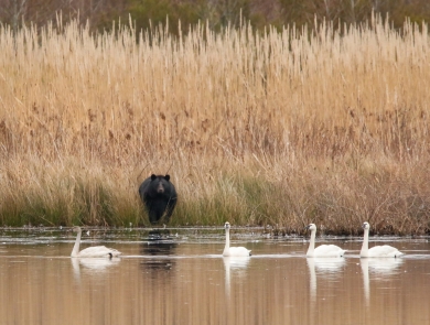 Black bear looking from shore at 4 white tundra swans out of reach on the water